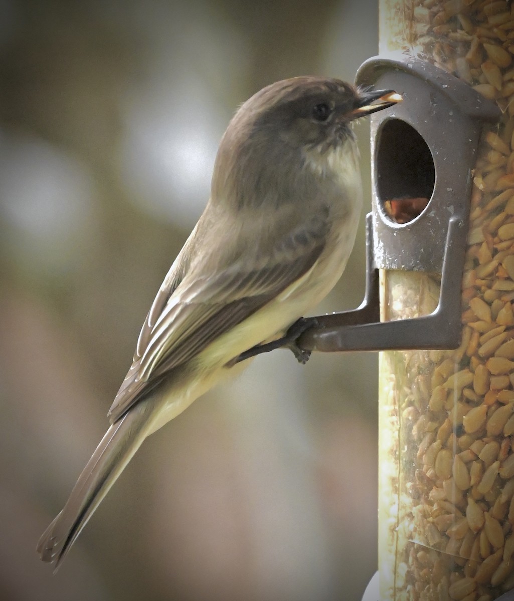 Ak Karınlı Fibi - ML646579526