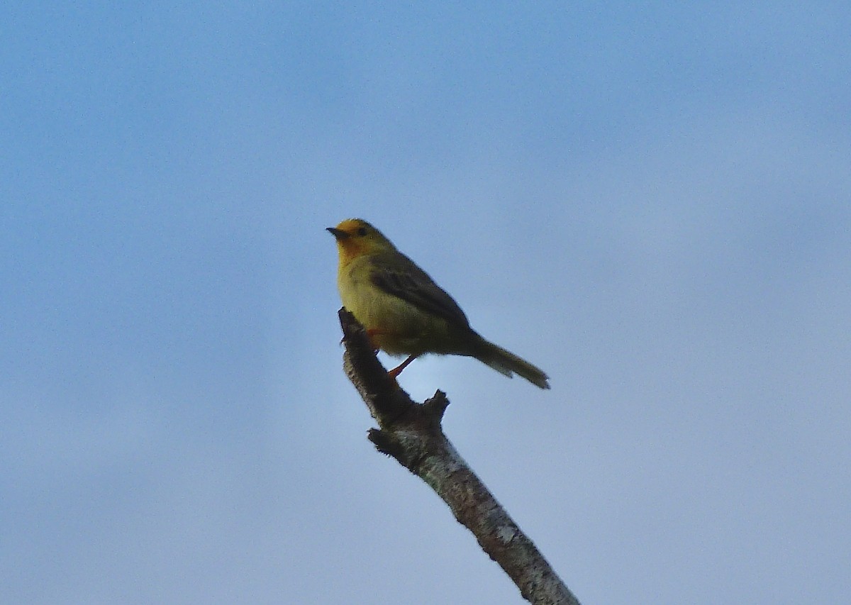 Turuncu Başlı Furnarid - ML646579527