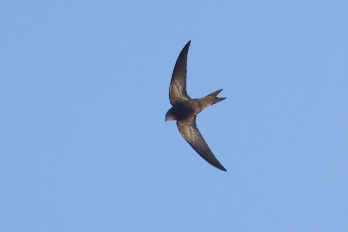 Серпокрилець чорний - ML646579531