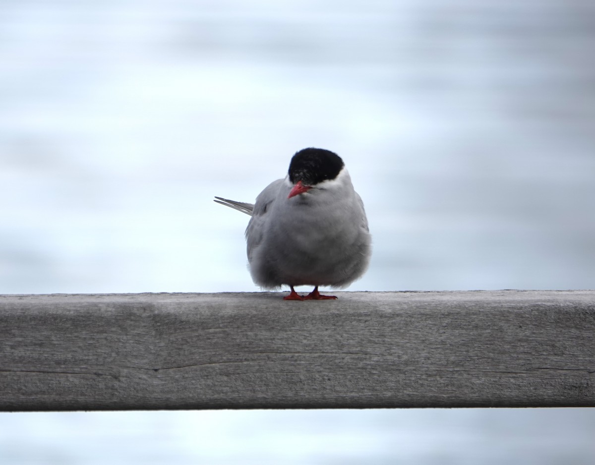 Antarctic Tern - ML646579532