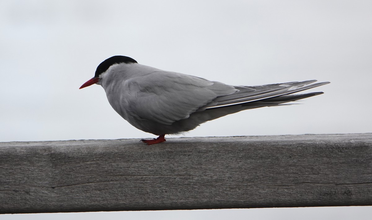 Antarctic Tern - ML646579533