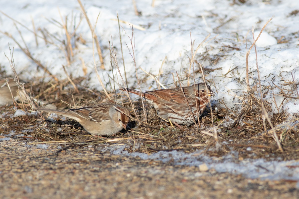 Fox Sparrow - ML646579534