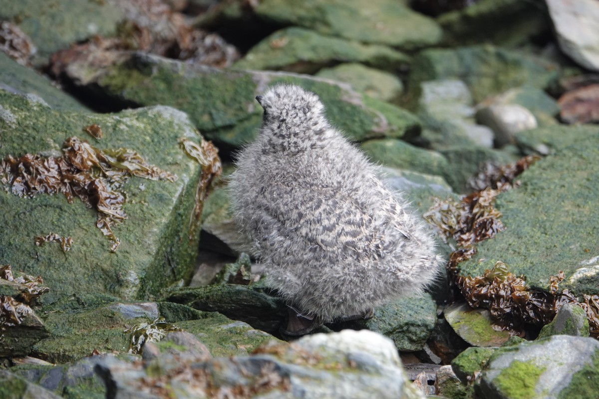 Antarctic Tern - ML646579535
