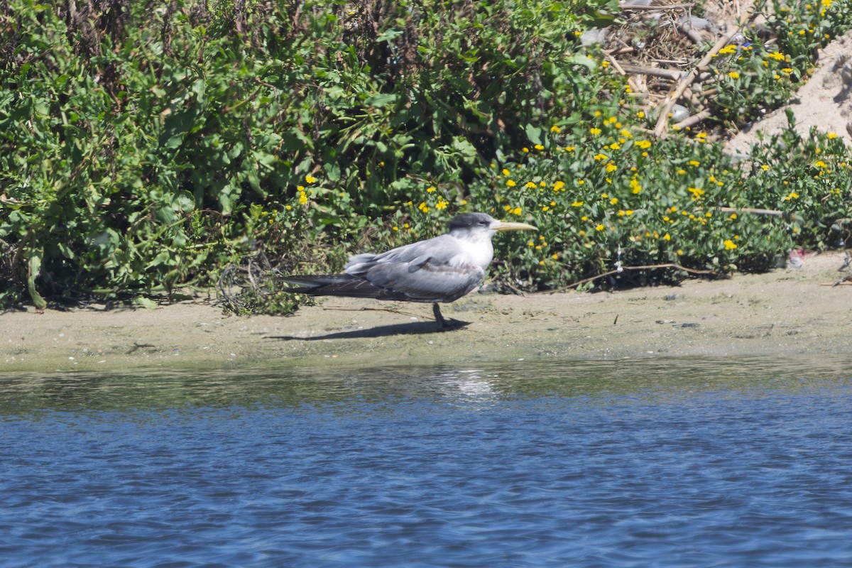 鳳頭燕鷗 - ML646579536