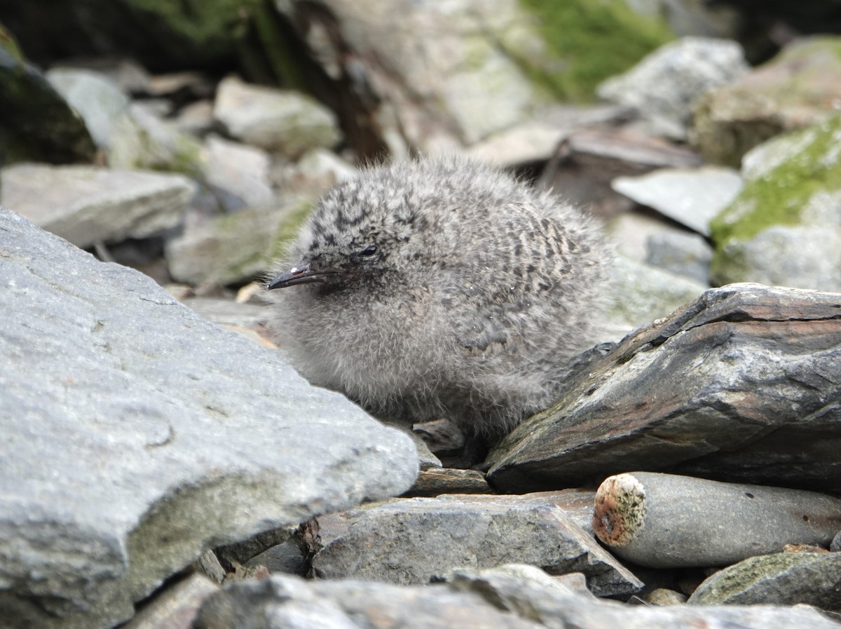 Antarctic Tern - ML646579537