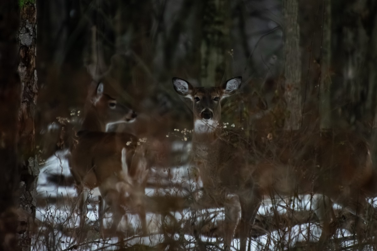 Northern White-tailed Deer - ML646579545