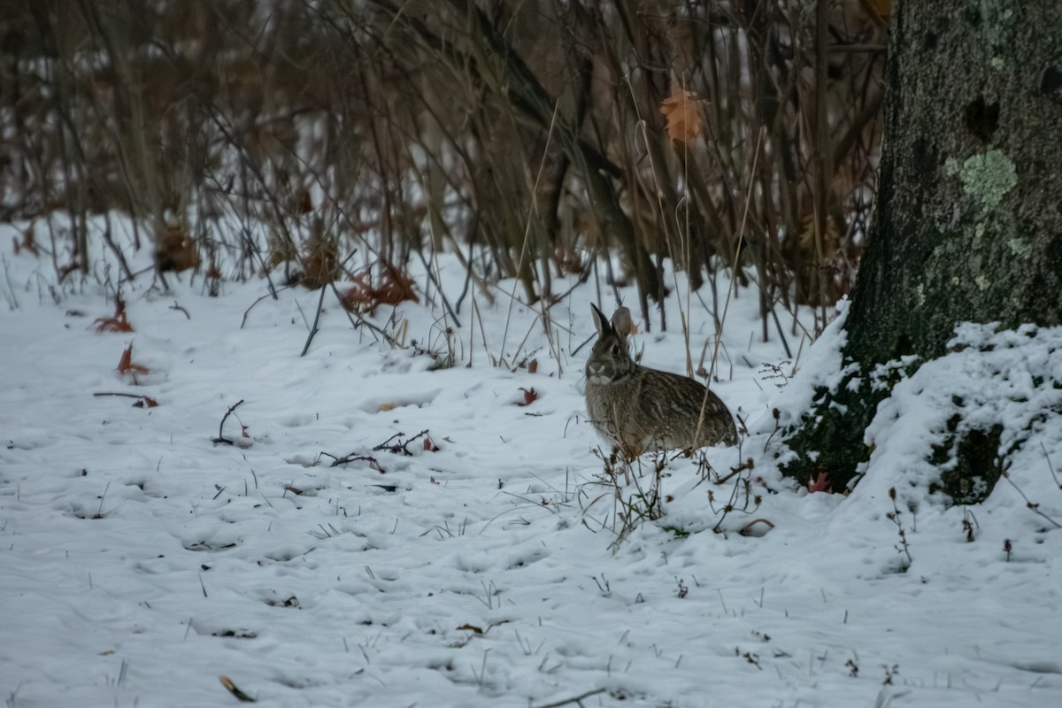 ウサギ科 - ML646579546