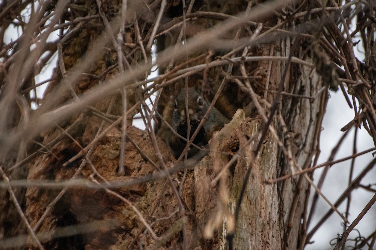 トウブハイイロリス - ML646579547