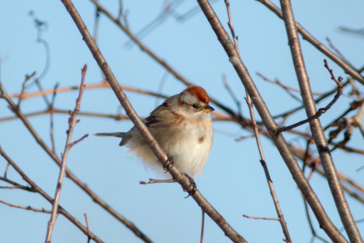 American Tree Sparrow - ML646579549