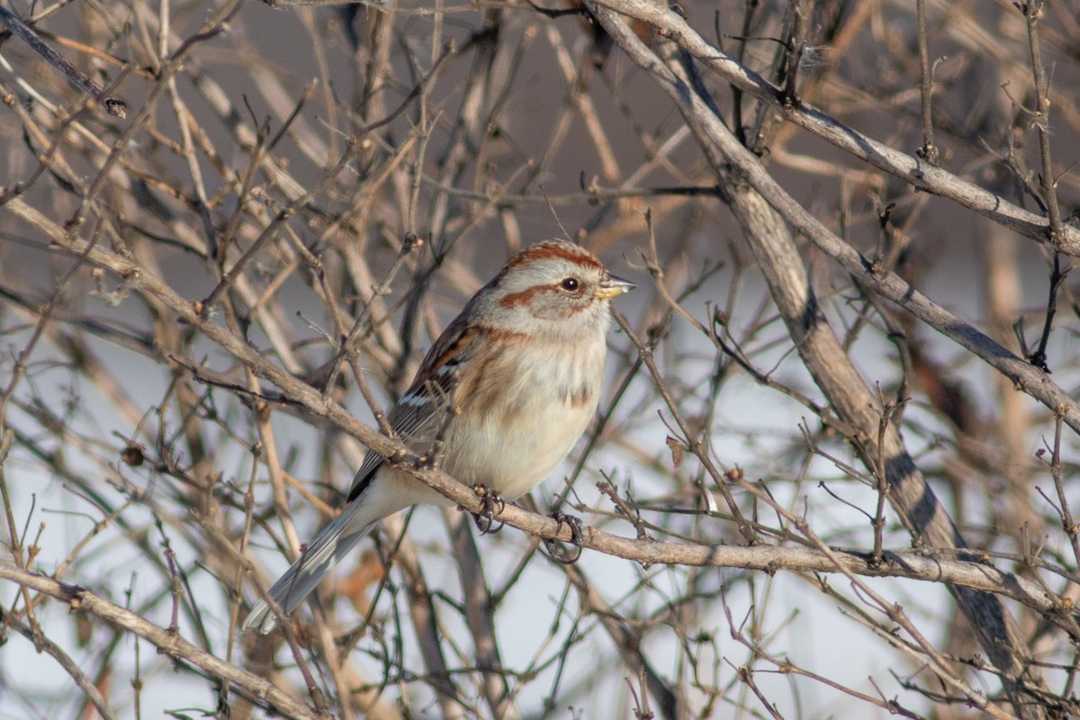 American Tree Sparrow - ML646579550
