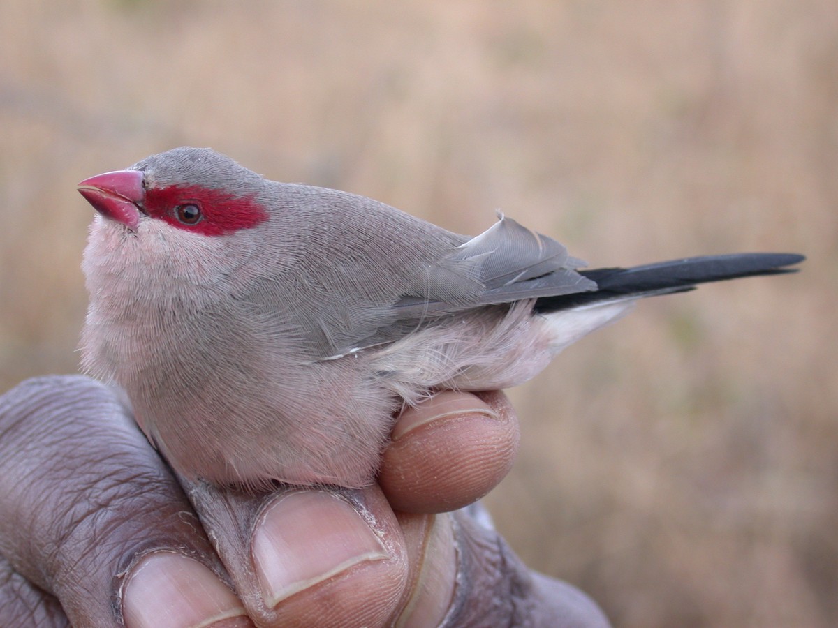 Black-rumped Waxbill - ML646579552