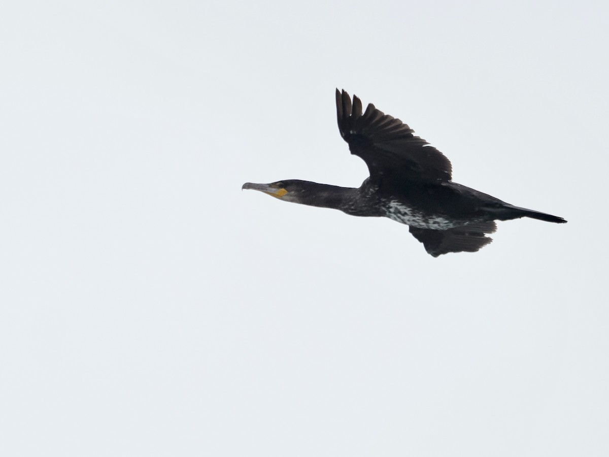 Ubarroi handia - ML646579555