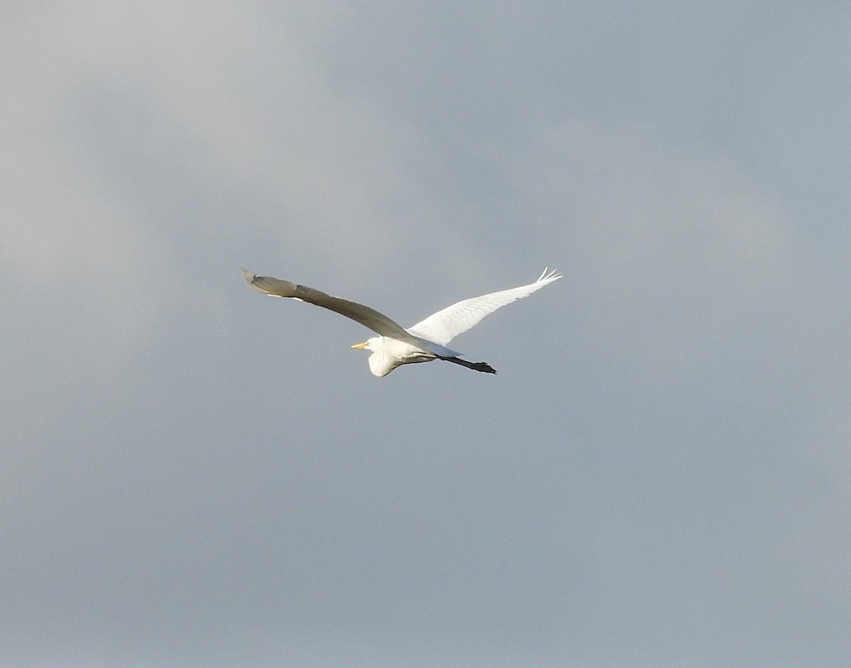 Great Egret - ML646579556