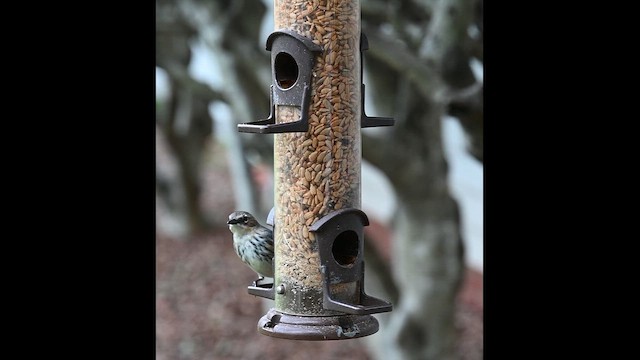 Yellow-rumped Warbler - ML646579559
