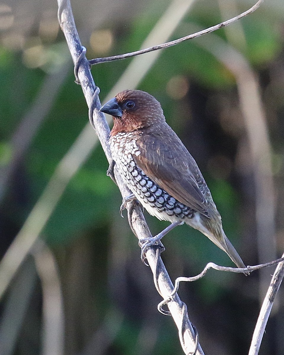 シマキンパラ - ML646579560