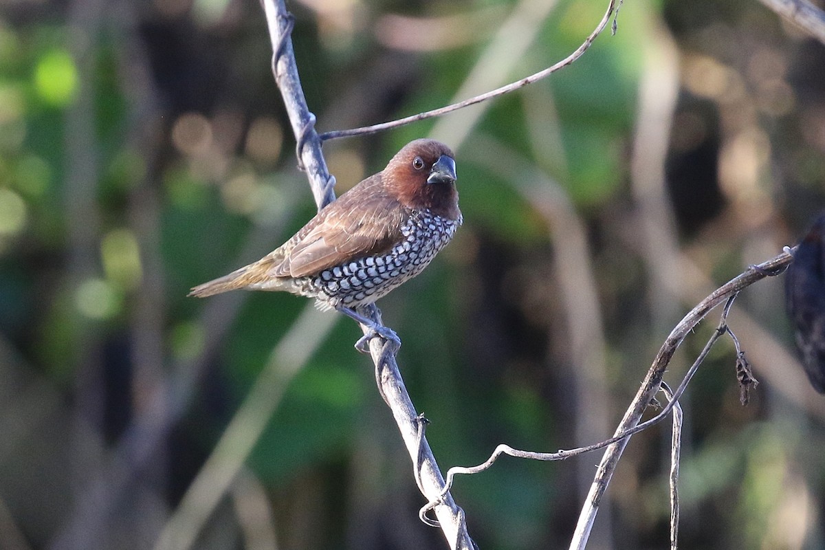 シマキンパラ - ML646579561