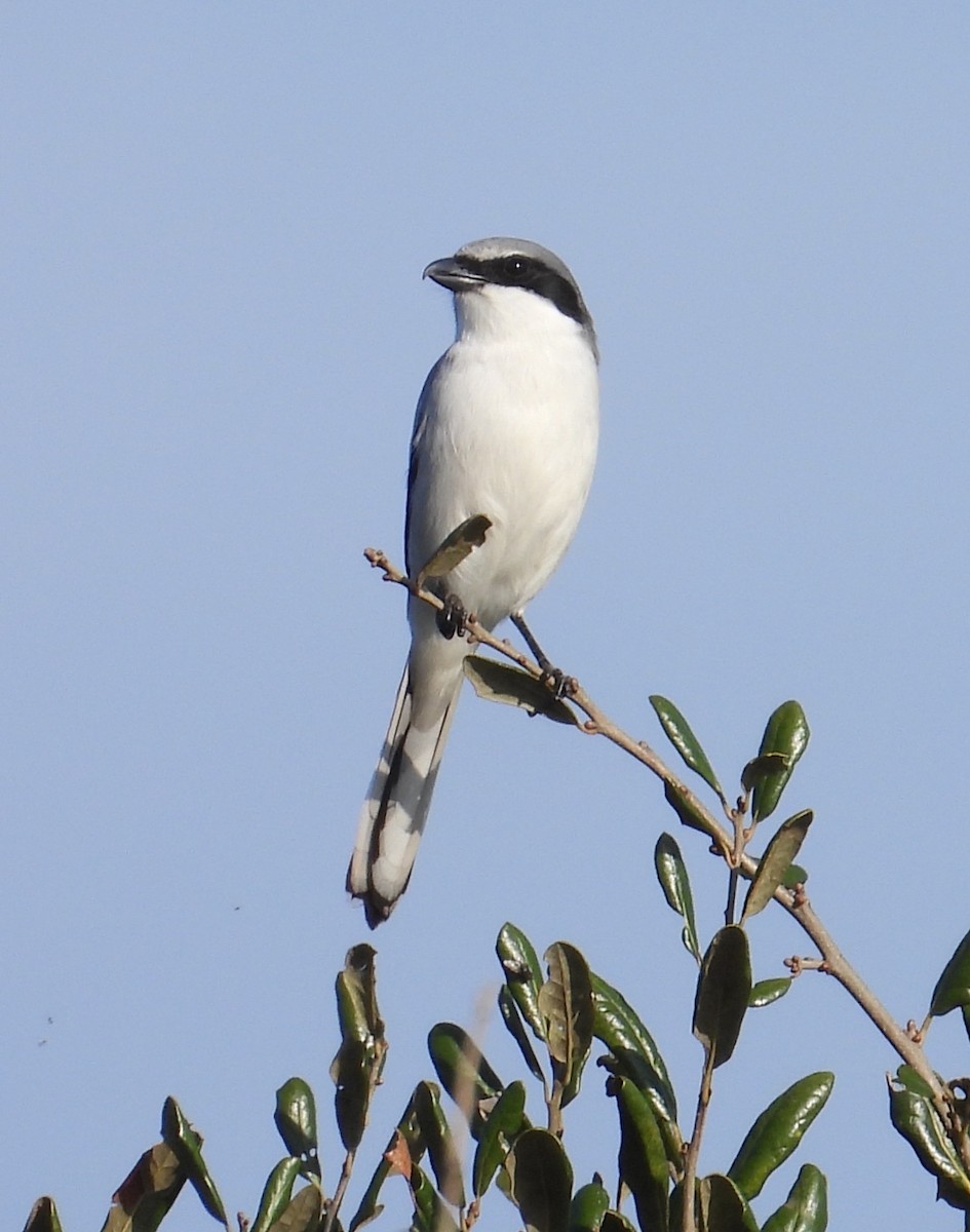 アメリカオオモズ - ML646579562