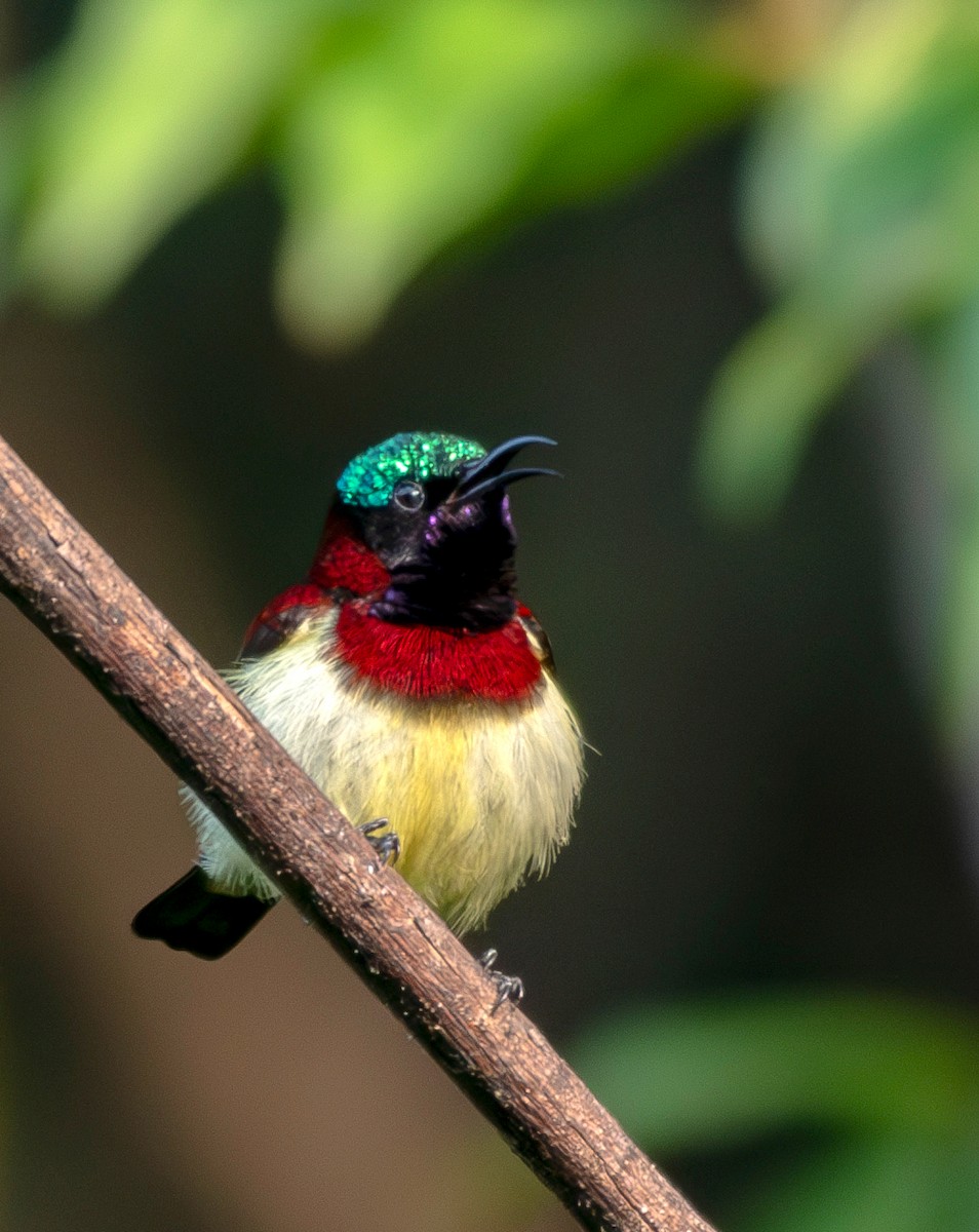 Crimson-backed Sunbird - ML646579567