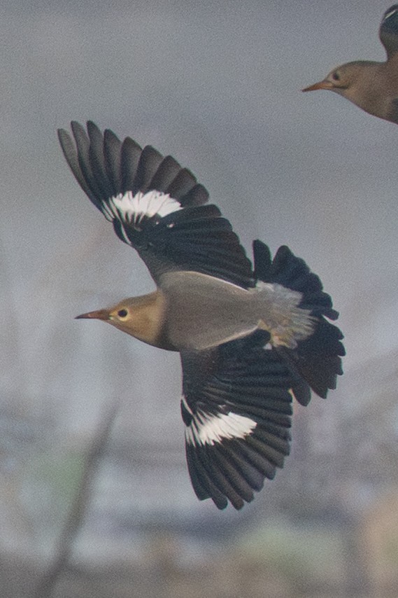 Red-billed Starling - ML646579568