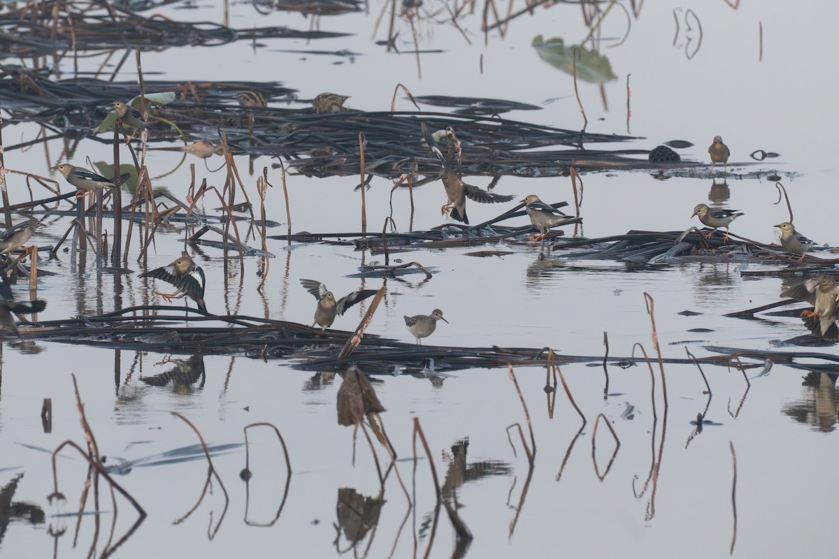 Red-billed Starling - ML646579569