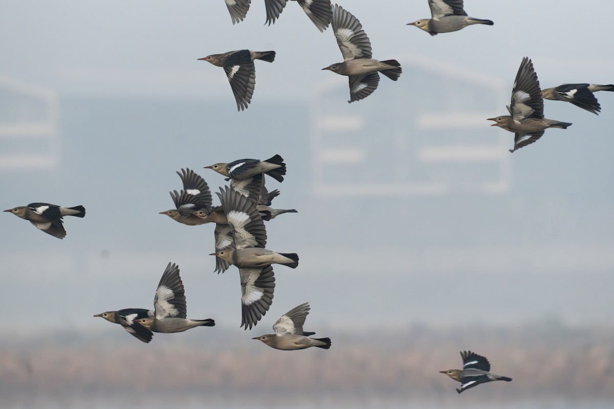 Red-billed Starling - ML646579570