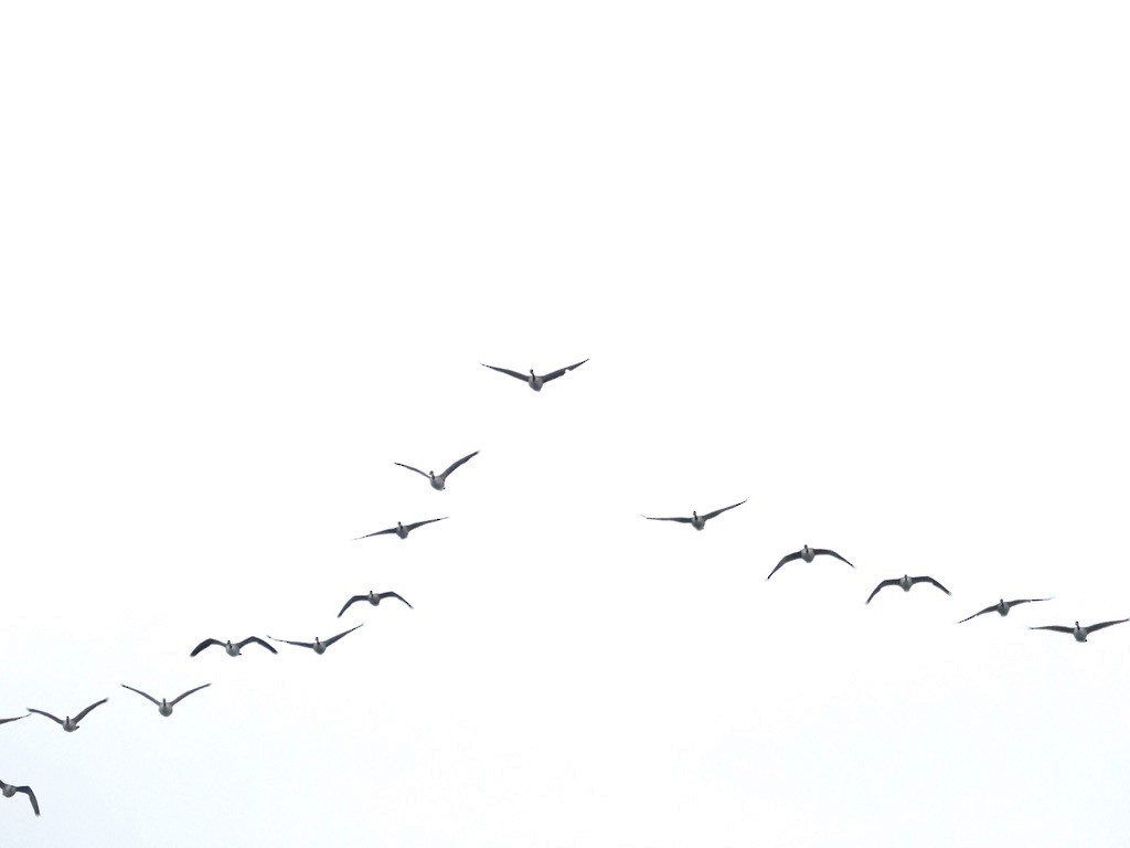 Branta kanadar handia - ML646579571