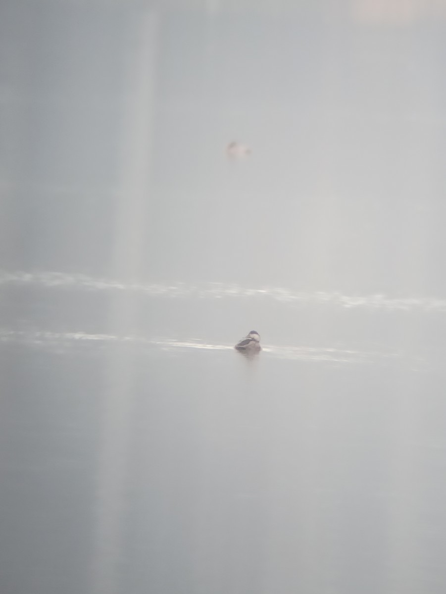 Common Scoter - ML646579572