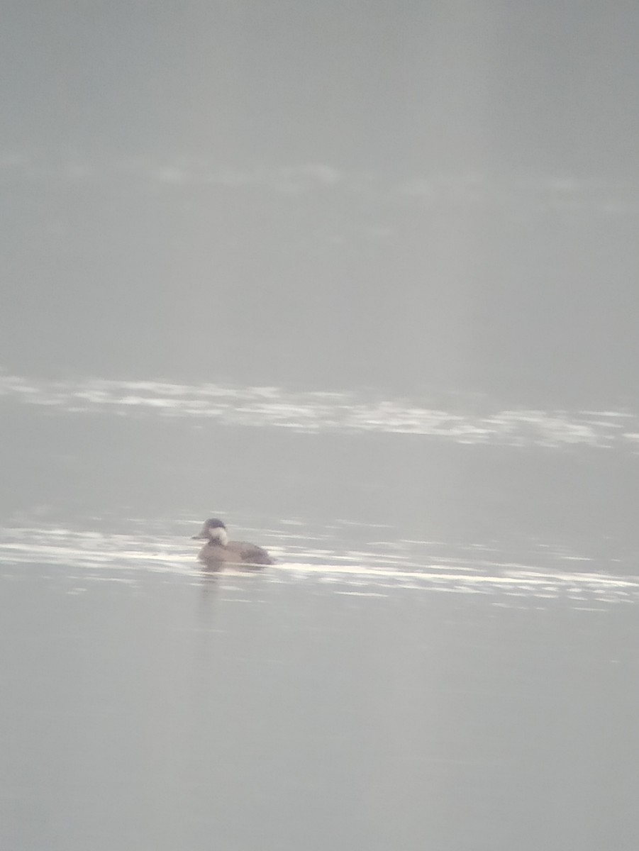 Common Scoter - ML646579573