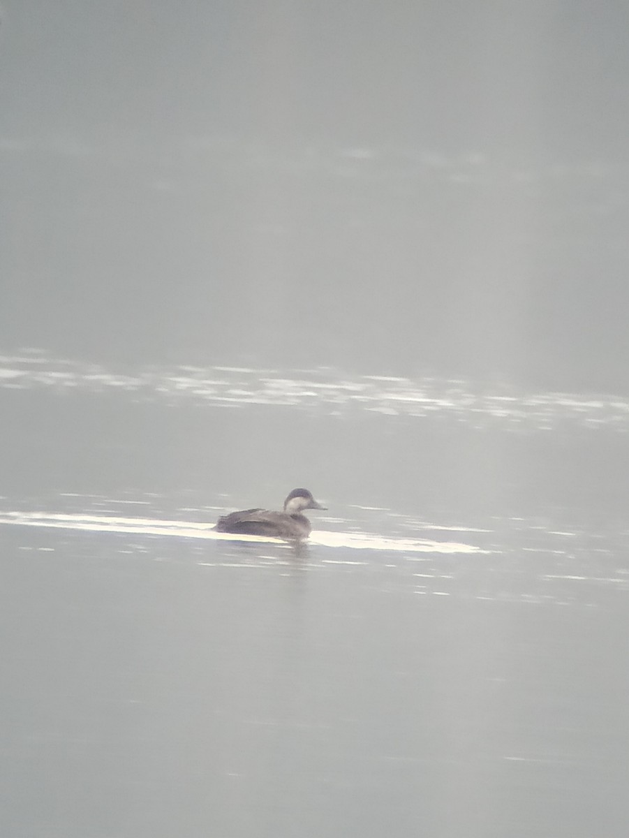 Common Scoter - ML646579574