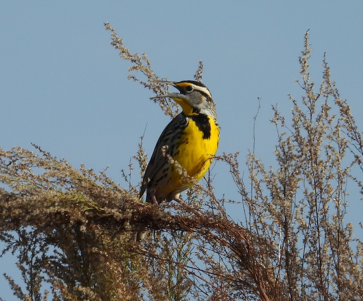 Eastern Meadowlark - ML646579575
