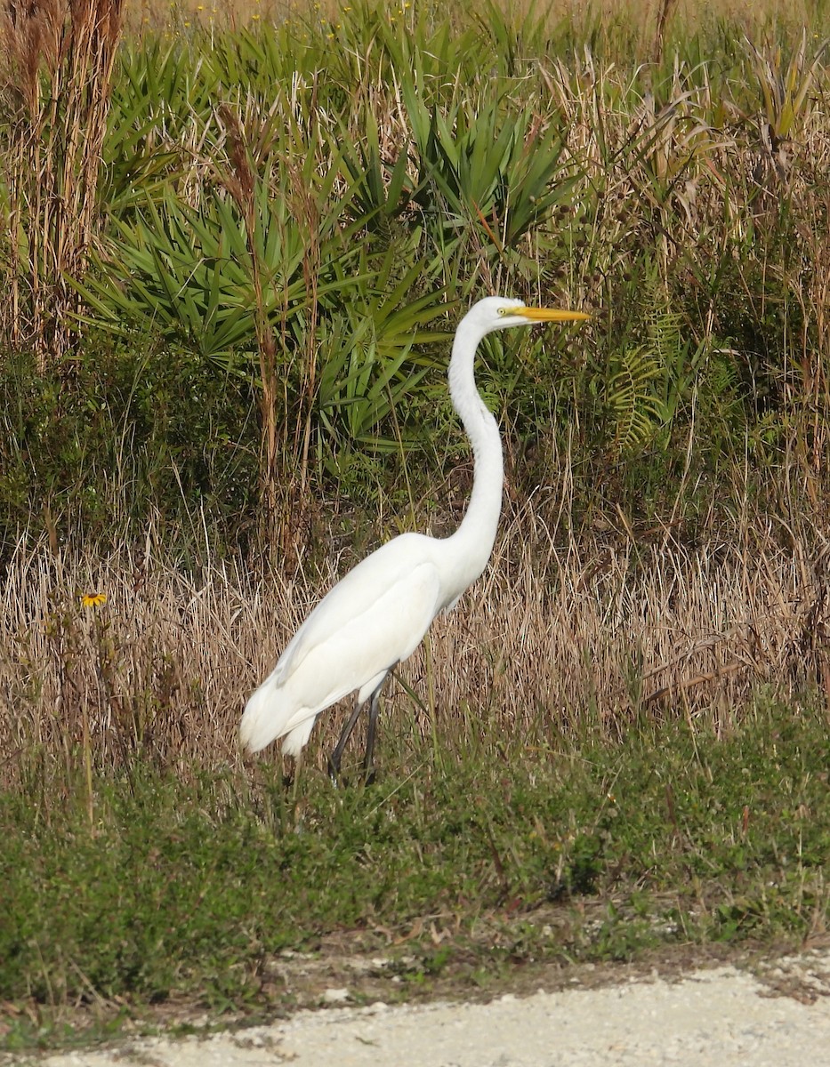 Great Egret - ML646579579