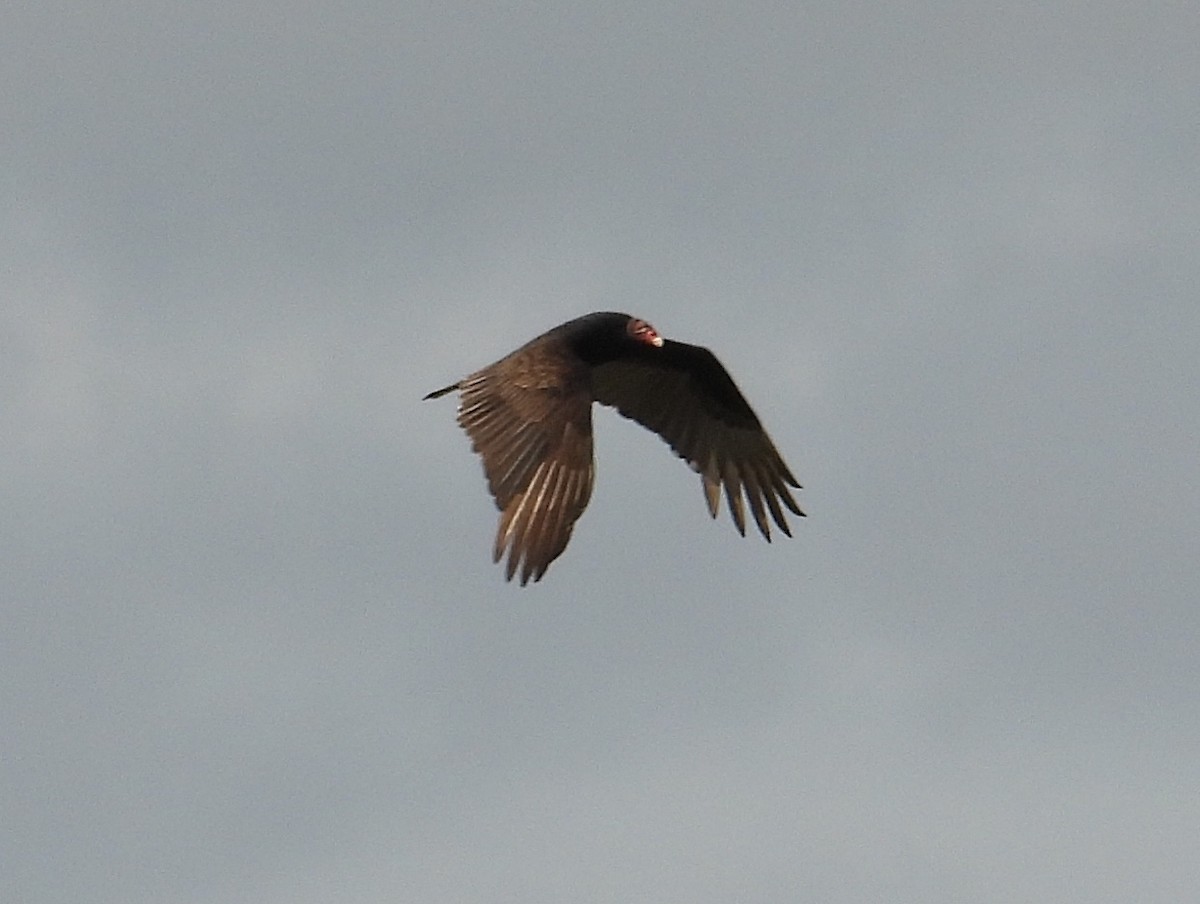 Urubu à tête rouge - ML646579588