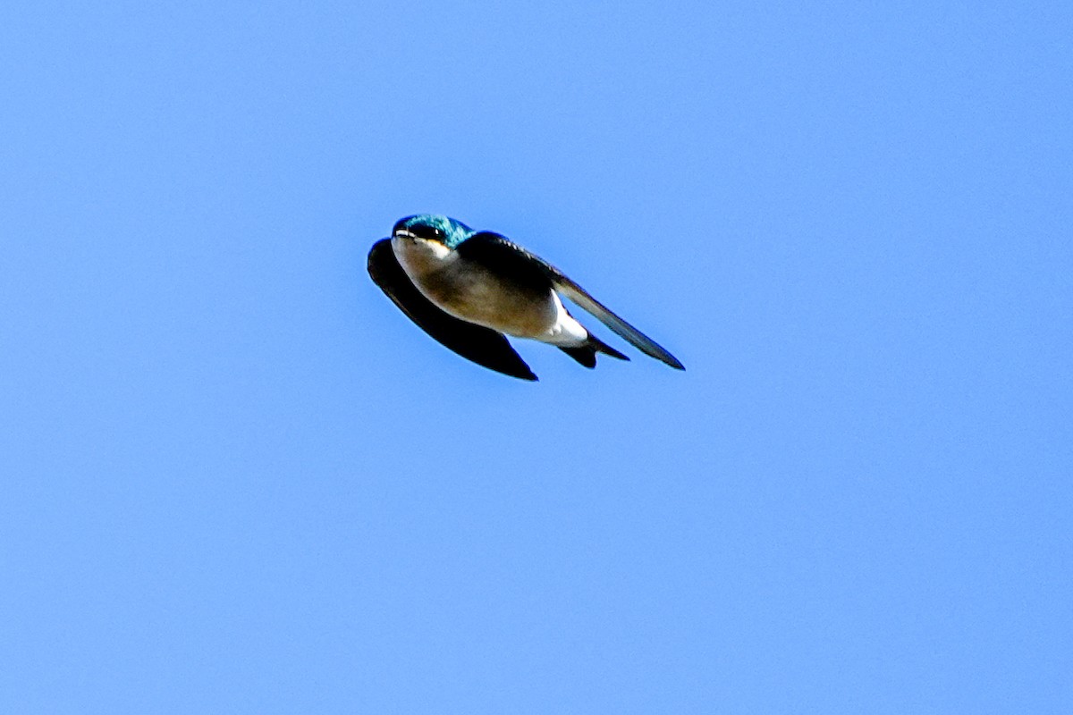 Tree Swallow - ML646579593