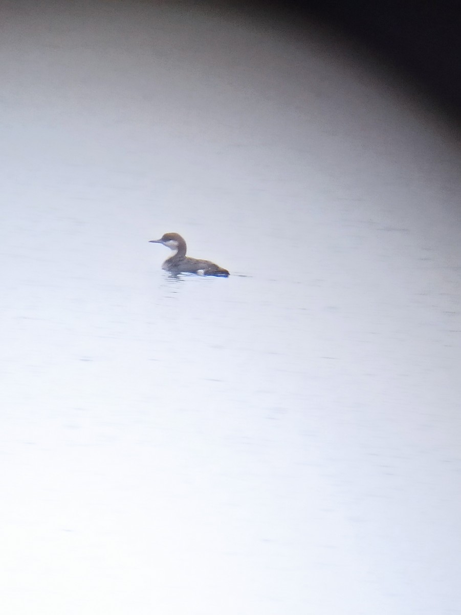 Хилэн гүеэт гахууна - ML646579594