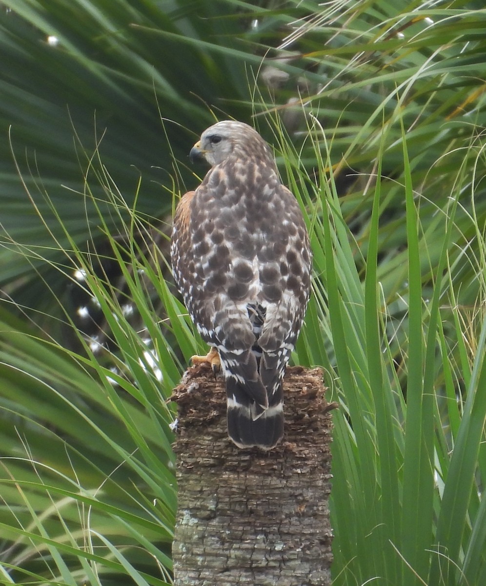 Red-shouldered Hawk - ML646579596