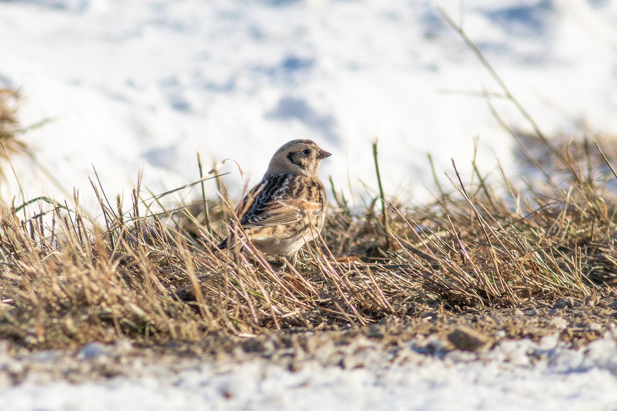 Ipar-berdantza - ML646579604