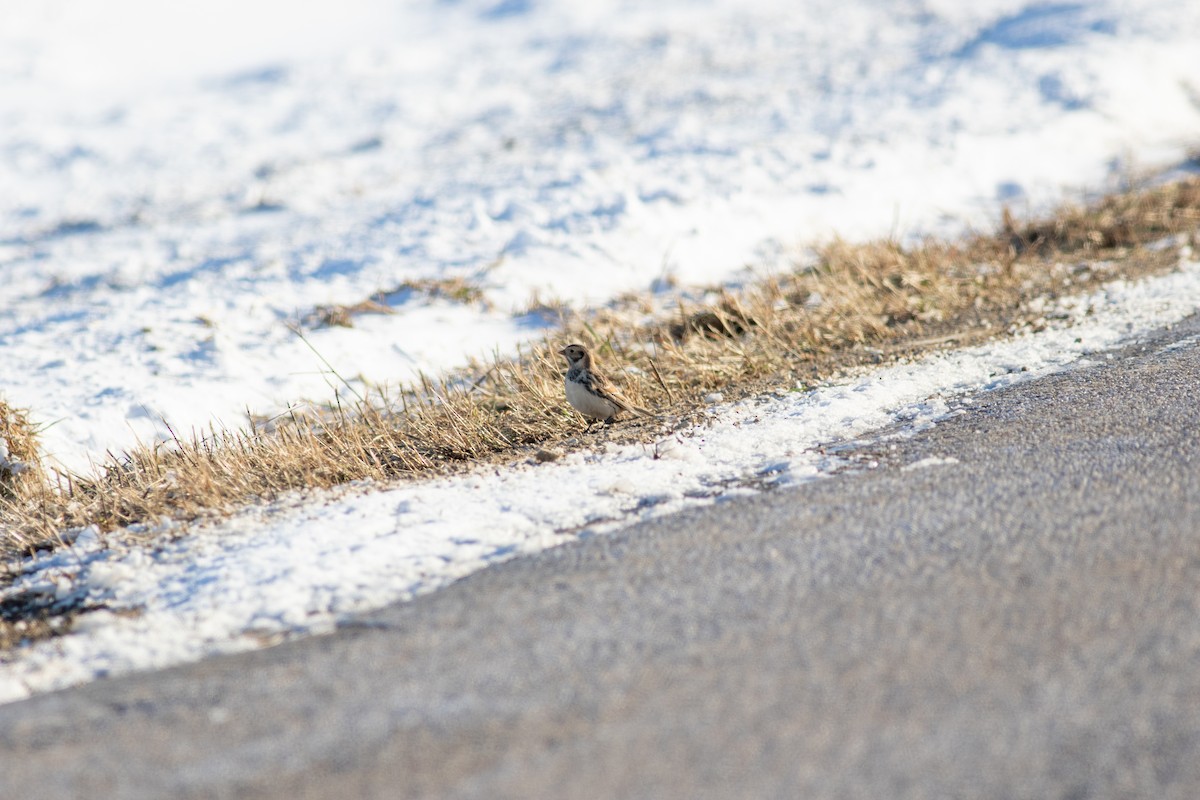 Ipar-berdantza - ML646579605