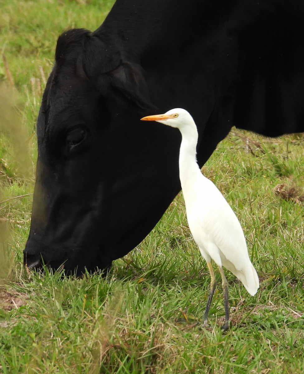 Western Cattle-Egret - ML646579617