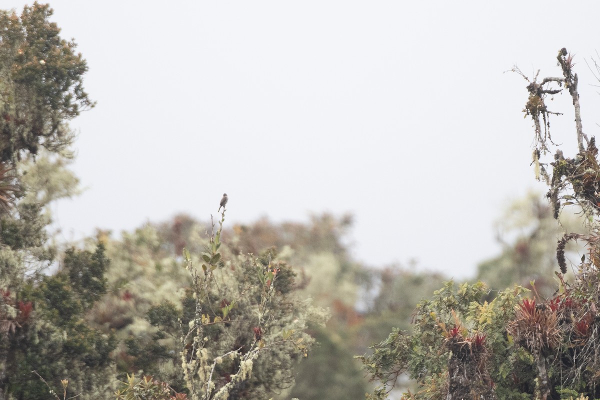 ナキヒタキモドキ - ML646579619