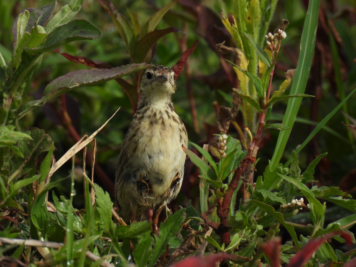 Yellowish Pipit - ML646579635