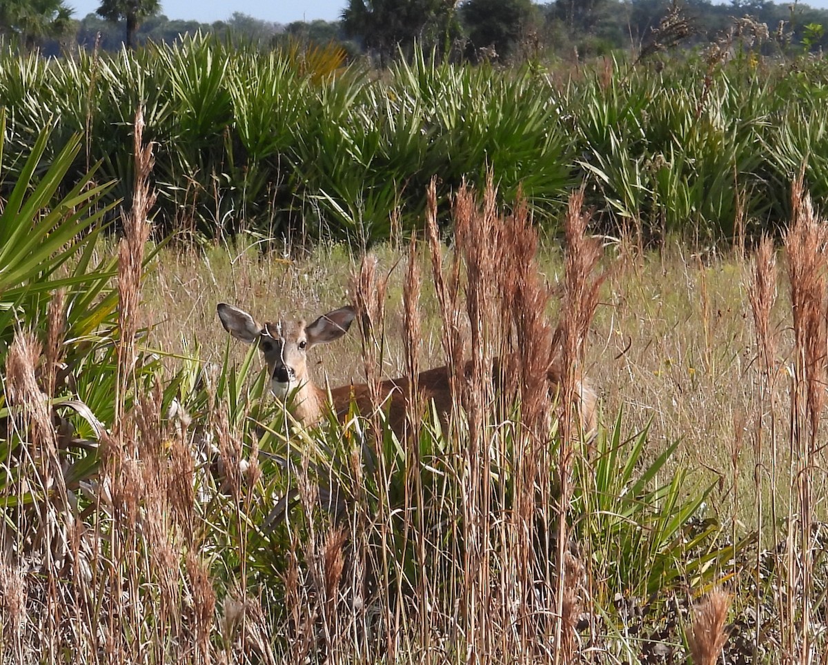 Animals - ML646579644