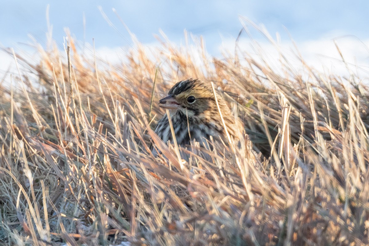 Savannah Serçesi - ML646579645