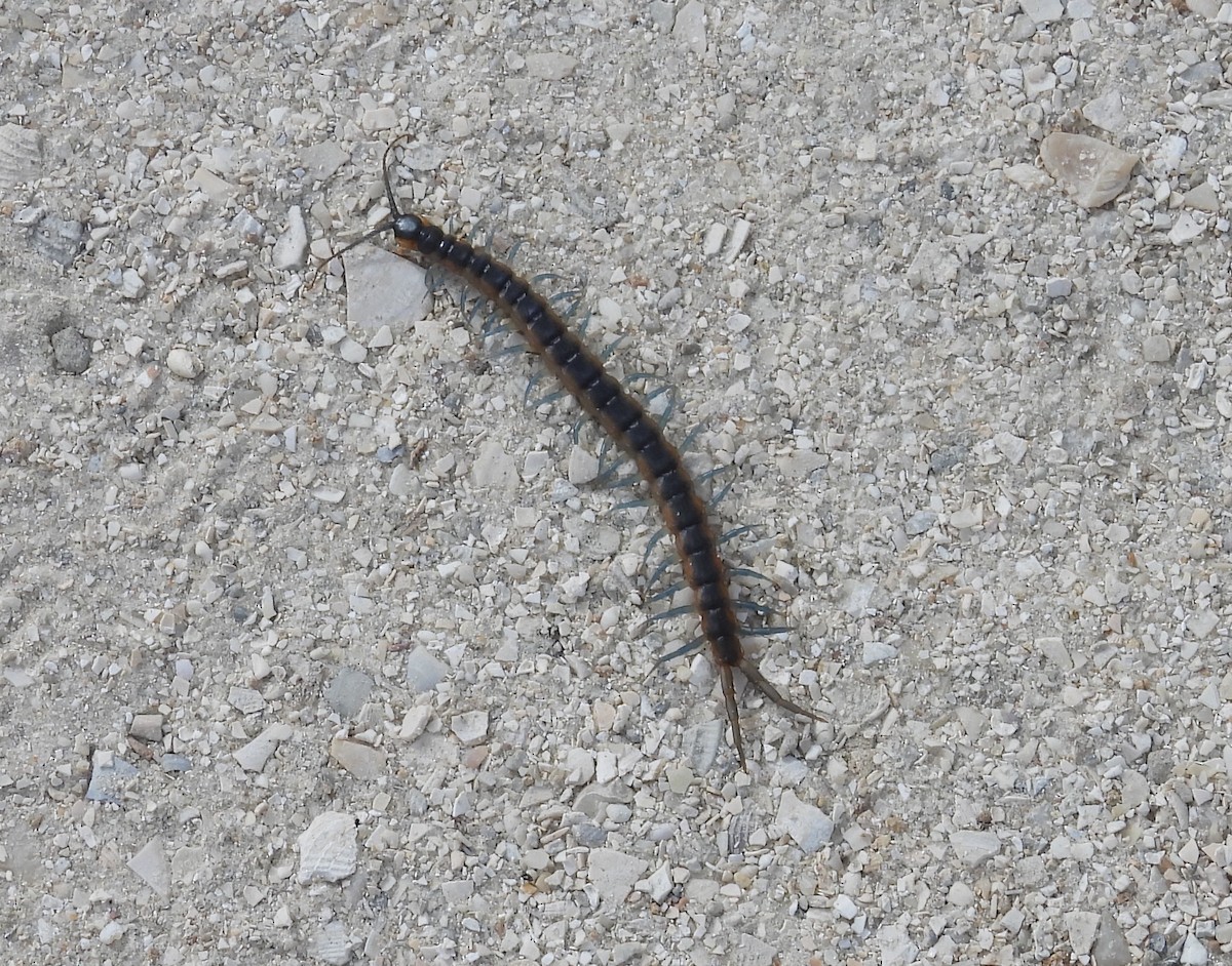 Animals - ML646579650