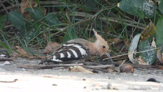 Argi-oilar arrunta - ML646579658