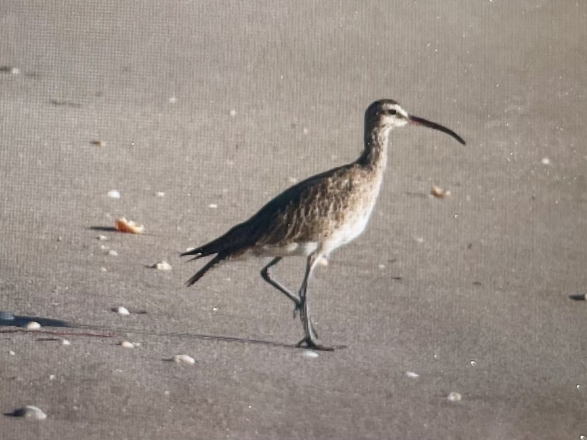 美洲中杓鷸 - ML646579665