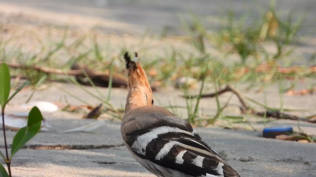 Argi-oilar arrunta - ML646579666