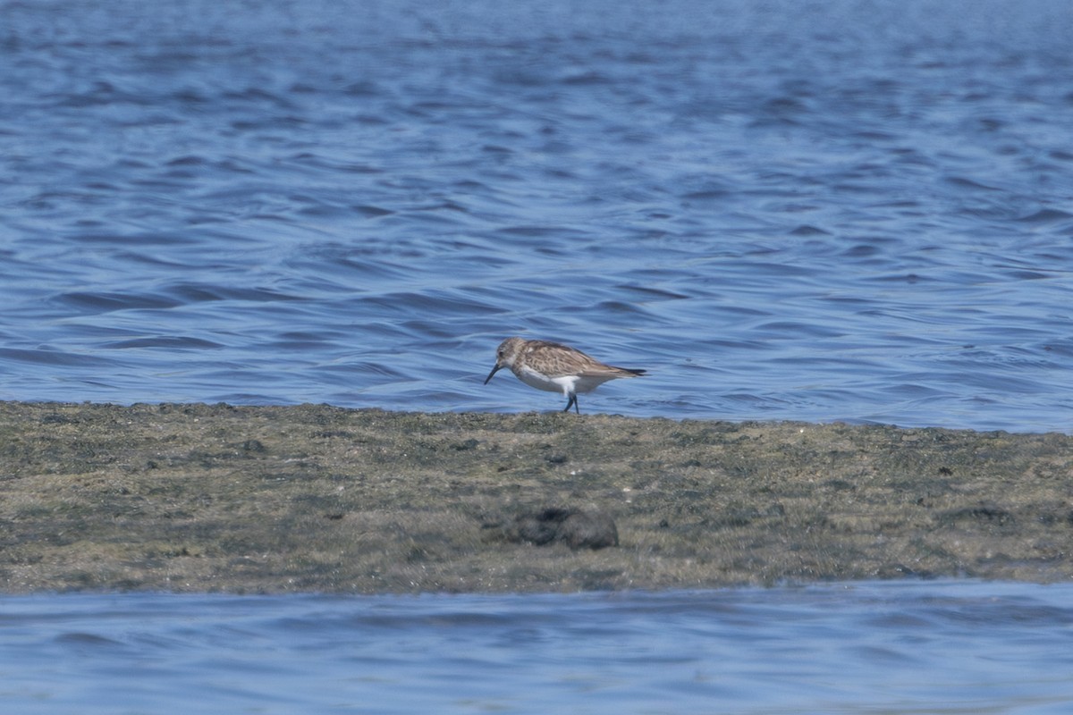 gulbrystsnipe - ML646579673