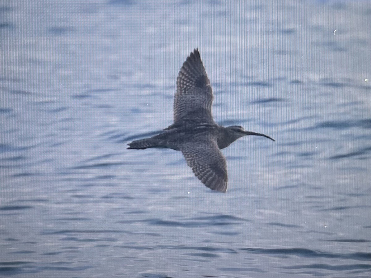 美洲中杓鷸 - ML646579676