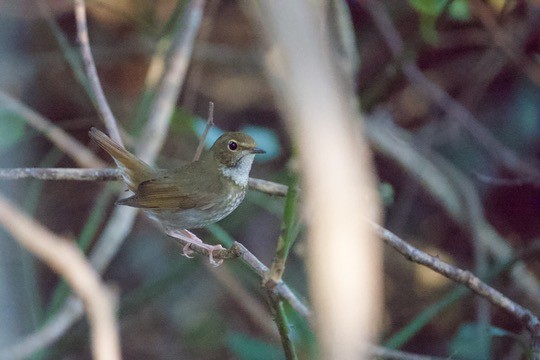 trillenattergal - ML646579680