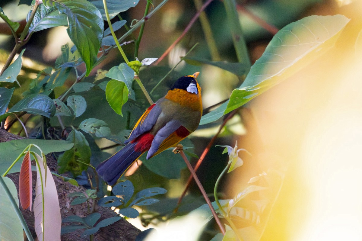 sølvøretimal - ML646579681